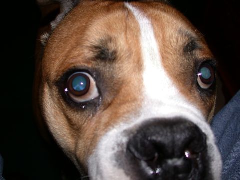 2000 Ford Crown Victoria - A dog's face fills the frame, with its eyes looking directly at the camera.
