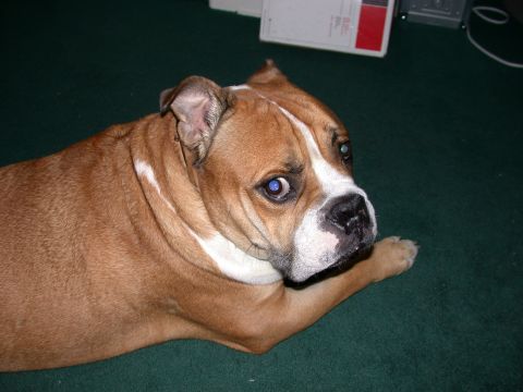 2000 Ford Crown Victoria - A bulldog rests on a carpeted floor, its gaze directed away from the camera.