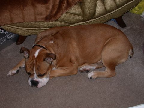 2000 Ford Crown Victoria - A brown bulldog rests on a carpeted floor, its head down and paws tucked beneath it.
