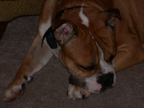 2000 Ford Crown Victoria - A dog is sleeping on a carpeted floor, partially covered by a piece of furniture.