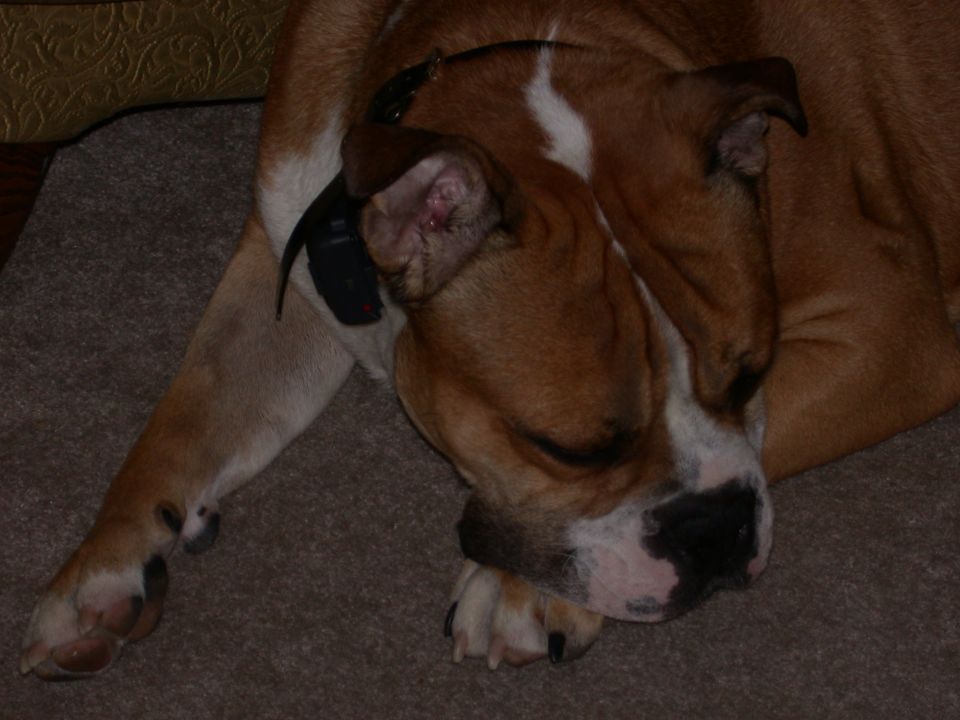 Brown dog with white markings sleeping on a carpet, wearing a black collar