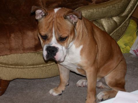2000 Ford Crown Victoria - A brown and white bulldog sits on a carpeted floor next to a patterned chair.