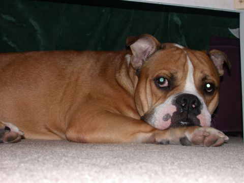 2000 Ford Crown Victoria - A bulldog rests on a carpeted floor, looking towards the camera with its head down.