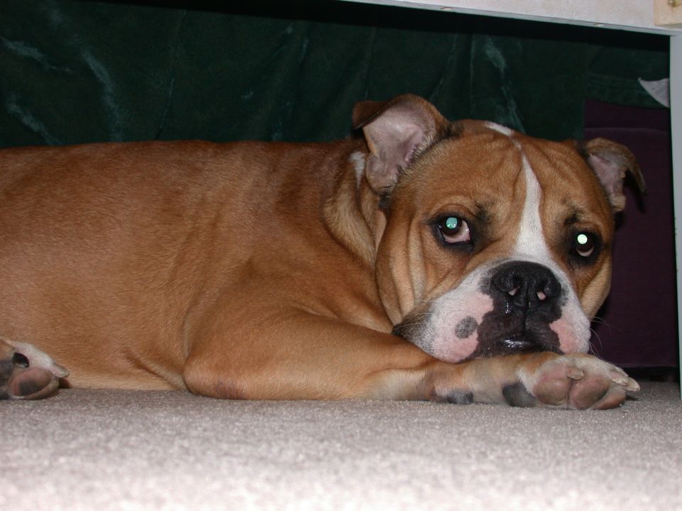 Brown and white bulldog lying on carpet, head resting on paws
