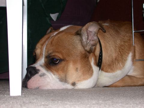 2000 Ford Crown Victoria - A bulldog rests its head on the carpet, looking off to the side.