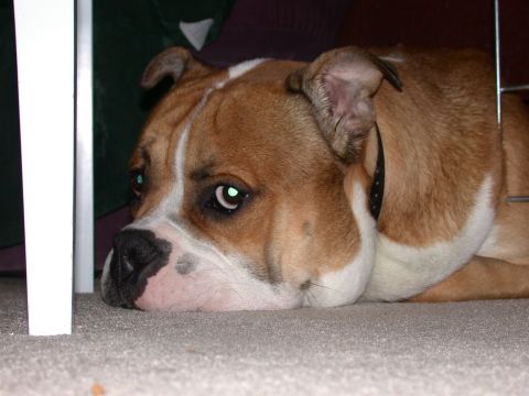 2000 Ford Crown Victoria - A dog rests on the carpet, partially obscured by furniture legs.