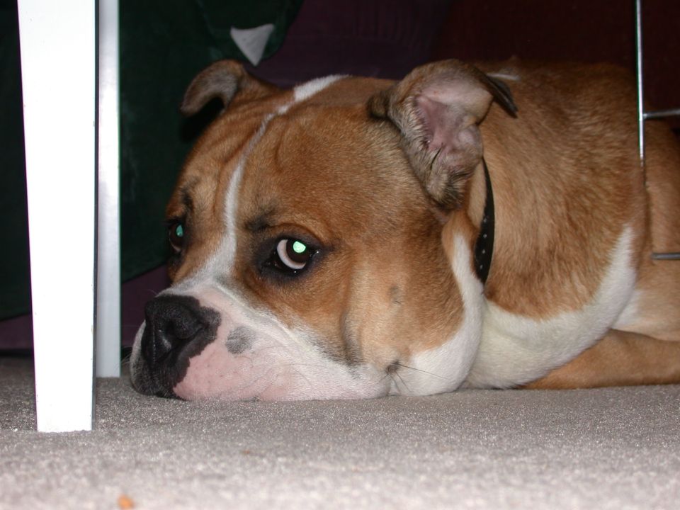 Brown and white bulldog mix lying down on carpet, looking to the side