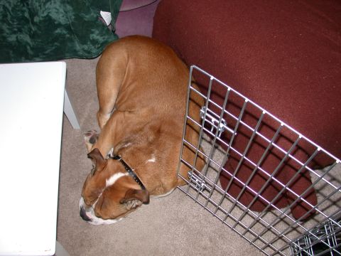 2000 Ford Crown Victoria - A brown English Bulldog sleeps soundly on the floor, partially covered by a metal crate.