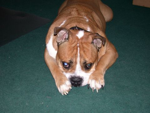 2000 Ford Crown Victoria - A brown and white bulldog rests its head on its paws while lying on a green carpeted floor.