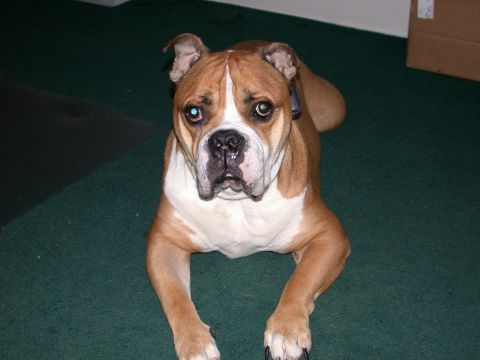 2000 Ford Crown Victoria - A brown and white bulldog rests on a green carpeted floor, looking directly at the camera.