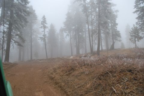 1996 Ford Bronco - A dirt road winds through a forest of tall pine trees shrouded in thick fog. The ground is covered in dry grass and fallen pine needles.