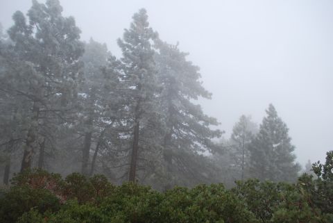 1996 Ford Bronco - A dense forest scene with tall pine trees covered in frost or fog, with a layer of green bushes in the foreground.