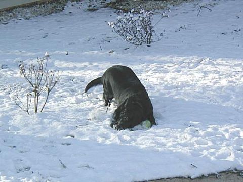 1999 Ford Taurus - A black dog is playing in the snow with a ball.