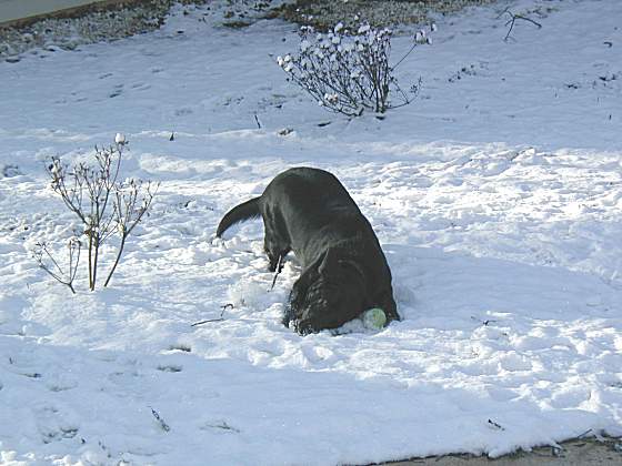 Black dog digging in snow with a ball near its head