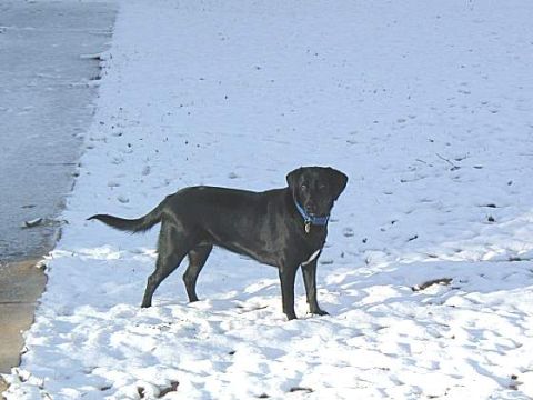 1999 Ford Taurus - A black dog stands in a snowy landscape, looking towards the camera.