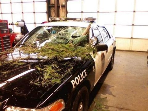 2001 Ford Crown Victoria - Photo of a wrecked police cruiser with a tree through the windshield, not a technical document.