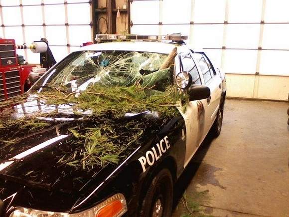 Police car with a small tree and debris crushing its windshield and hood