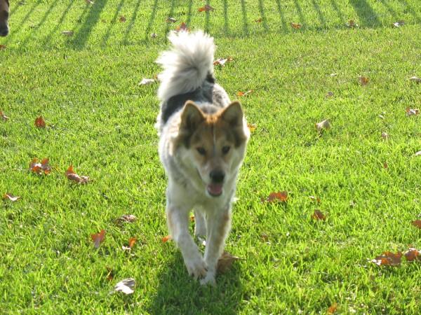 Dog running on grass with fallen leaves