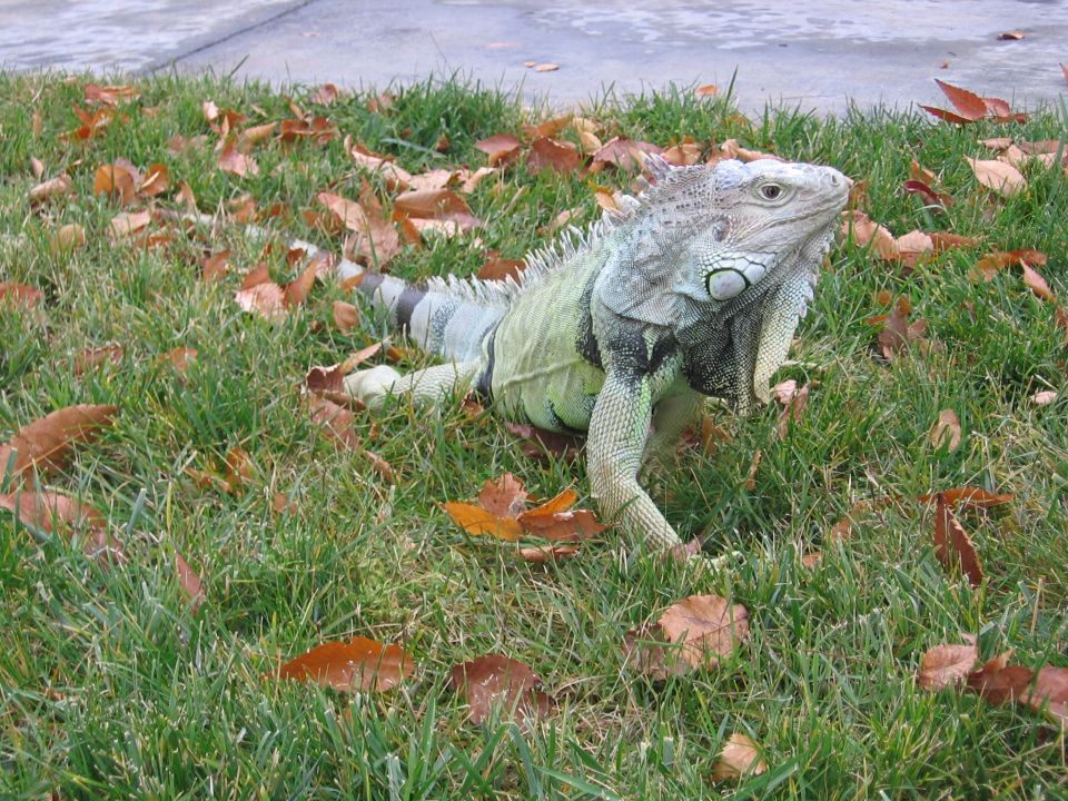Green iguana walking across a leaf-covered lawn