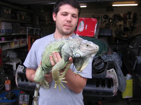 1989 Ford Bronco - A man stands indoors holding a large stuffed iguana.
