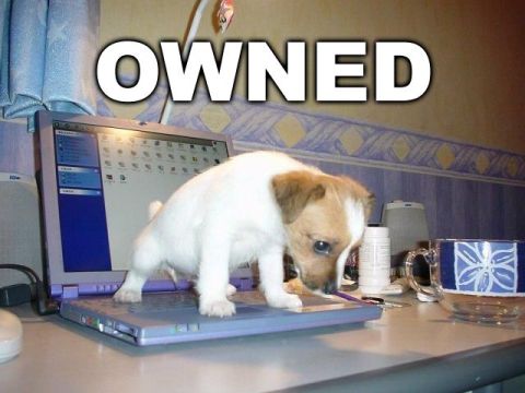 1972 Ford Ranchero - A puppy is standing on a laptop, looking at the screen.