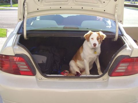 1995 Ford Bronco - A dog waits patiently in the trunk of a car, ready for an adventure.