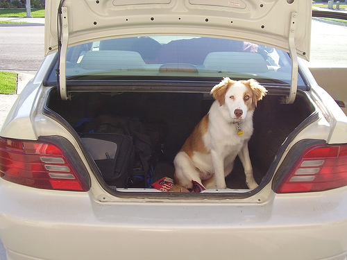 Dog sitting in the open trunk of a white car next to a bag