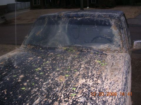 1994 Ford Bronco - This truck's hood and windshield are heavily covered in mud and leaves, obscuring the vehicle's details. A date stamp indicates the photo w…