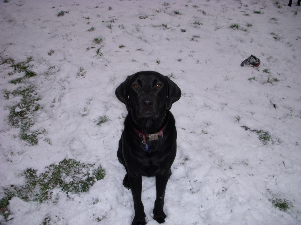 Black Labrador with red collar sitting in patchy snow