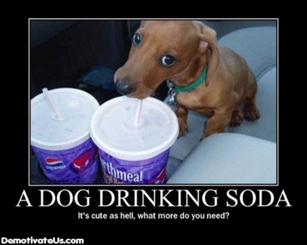 2000 Mercury Grand Marquis - A dog drinking soda from a cup with a straw.