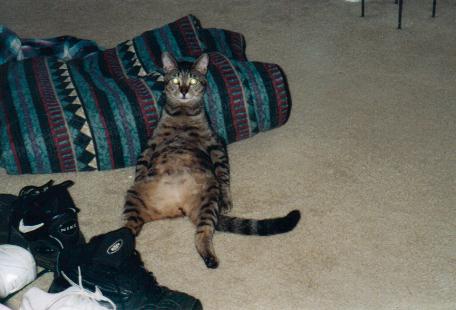 1982 Ford Bronco - Cats are weird.