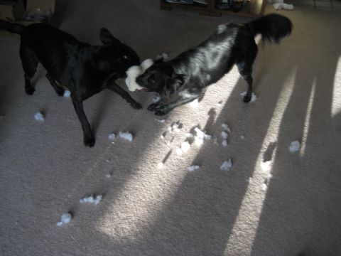 1995 Ford Bronco - Two black dogs are playing tug-of-war with a white stuffed toy on a carpeted floor. There are pieces of stuffing scattered around them.