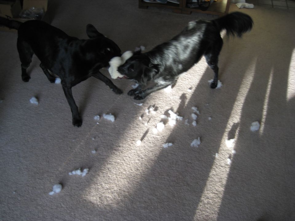 Two black dogs playing tug-of-war with a stuffed toy on a carpet.