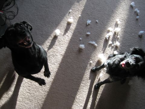 1995 Ford Bronco - Two black dogs are on a carpeted floor with stuffing scattered around them. Sunlight streams across the scene, casting long shadows.