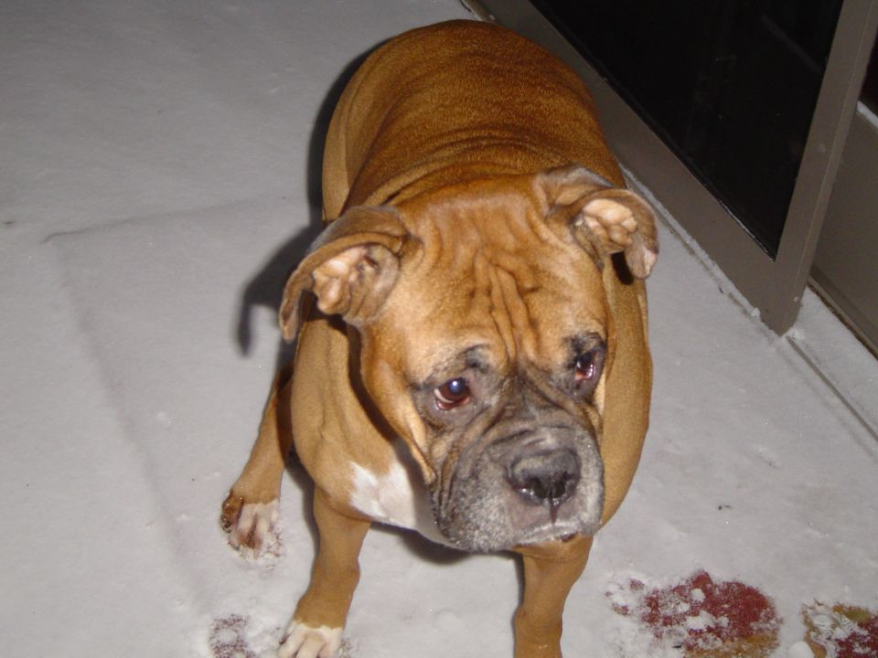 A brown dog standing in the snow.