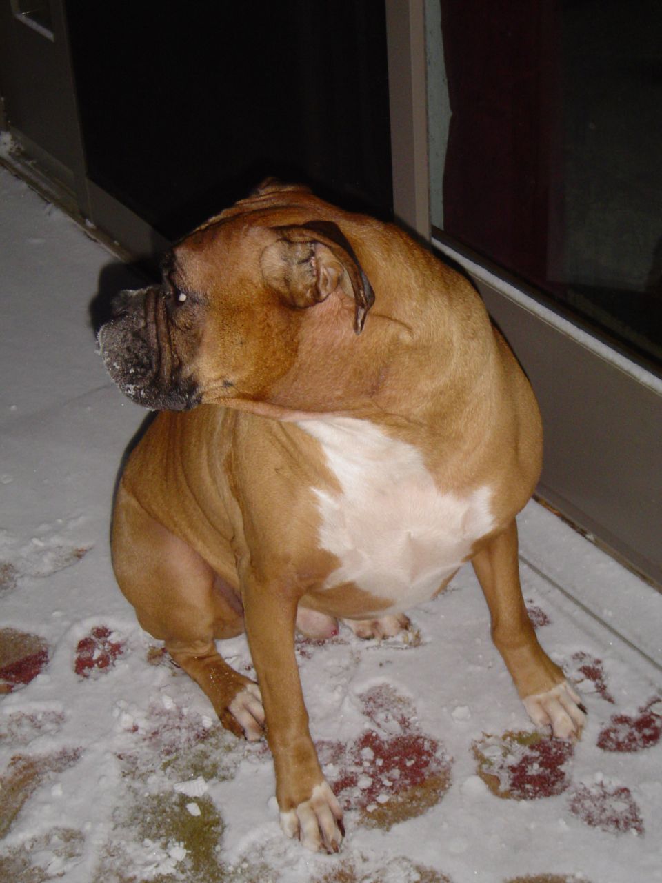 Boxer dog sitting in the snow