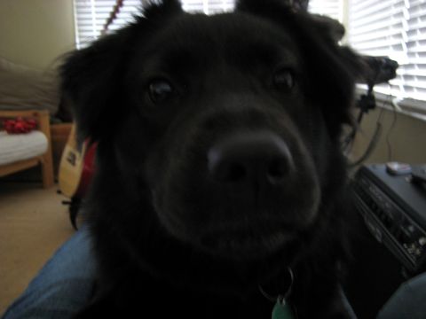 1996 Ford Bronco - A close-up, blurry, low-angle shot of a black dog's face looking directly at the camera. The dog is wearing a collar with a green tag. The…