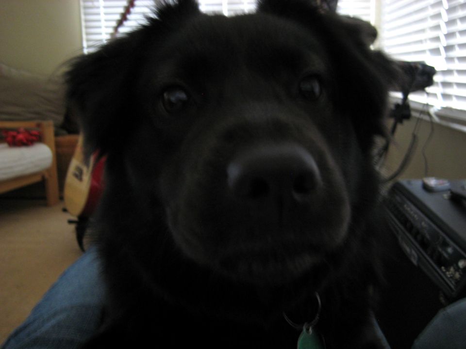 Blurry close-up of a black dog's face with a green tag on its collar.