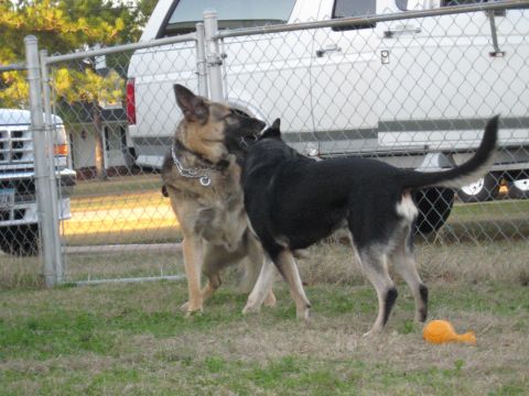 1978 Ford Bronco - Two dogs interact in a grassy yard, with a white van and truck parked behind a chain-link fence.