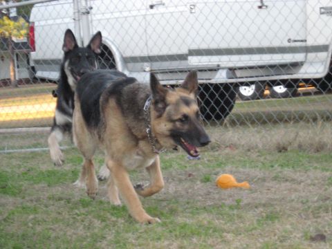 1978 Ford Bronco - Two German Shepherd dogs are playing in a yard, with a white van visible in the background.