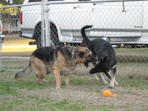 1978 Ford Bronco - Two dogs are engaged in playful interaction in a fenced yard, with a white vehicle partially visible behind them.