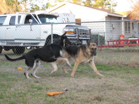 1978 Ford Bronco - Two German Shepherd dogs are playing in a yard with a white truck and trailer in the background.