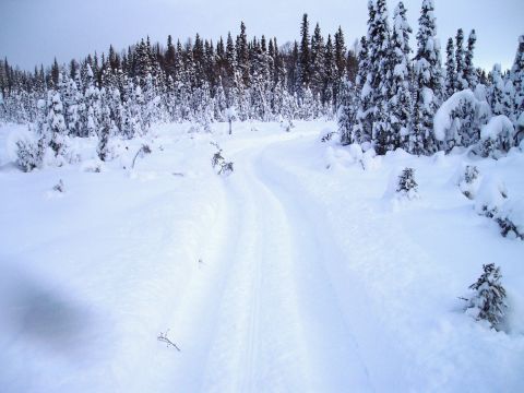 2000 Ford E350 - A winter scene shows tire tracks winding through a snow-covered landscape towards a dense forest.