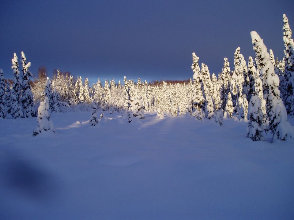 Snow-covered trees under a dark blue sky