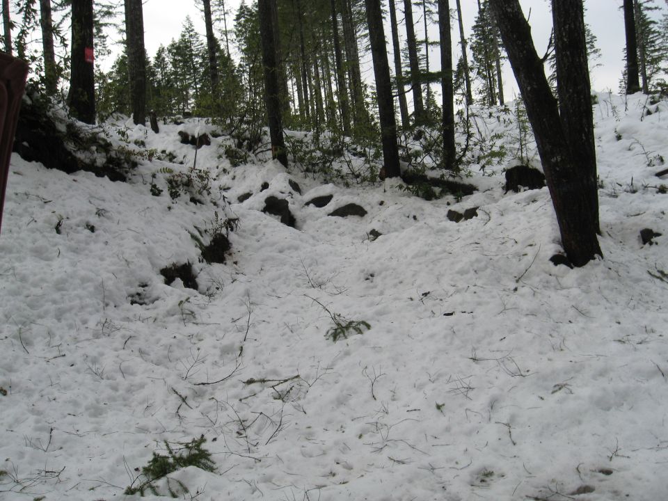 Snowy forest path with trees and rocks