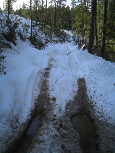 1989 Ford Bronco - A snowy forest road shows deep tire tracks and puddles from recent melting.
