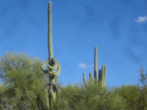 1968 Ford Mustang - A desert landscape features two saguaro cacti under a clear blue sky, with one cactus displaying an unusual, intertwined arm structure.