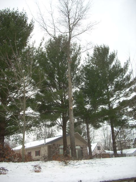 2000 Chevrolet Tahoe - A winter scene shows tall trees and a house with stone accents, partially covered in snow.