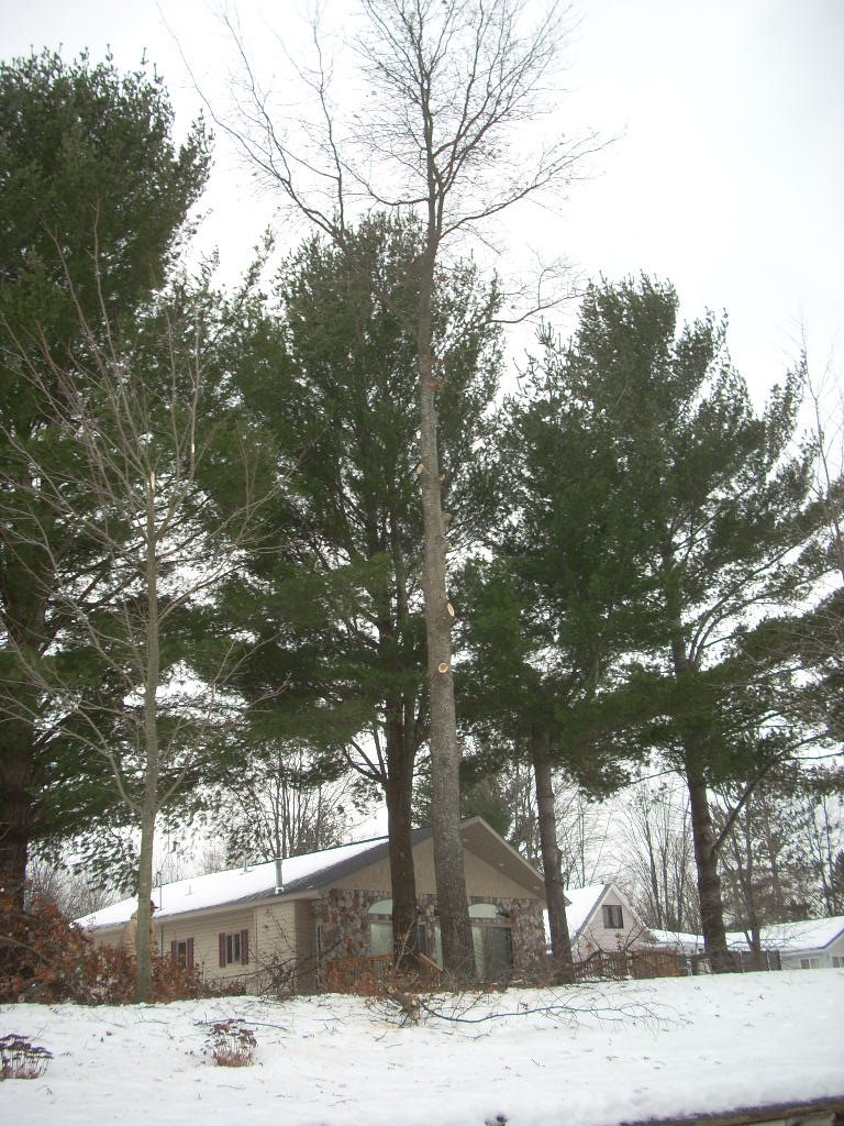 Tall trees and a house with stone accents in a snowy landscape