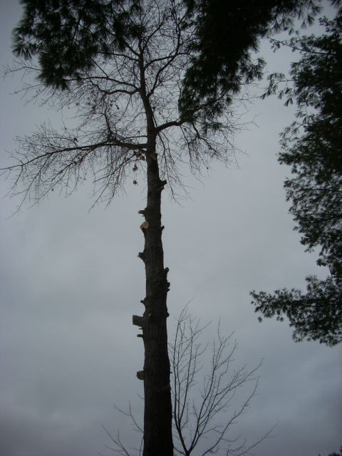 2000 Chevrolet Tahoe - A tall tree with many bare branches stands against an overcast sky, with a watermark at the bottom.